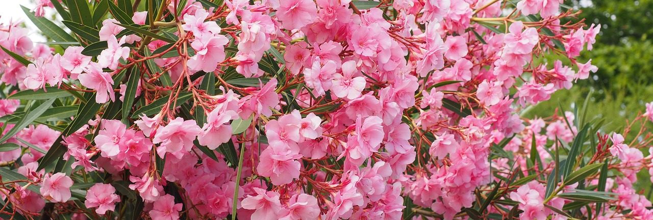 Oleander Oleander