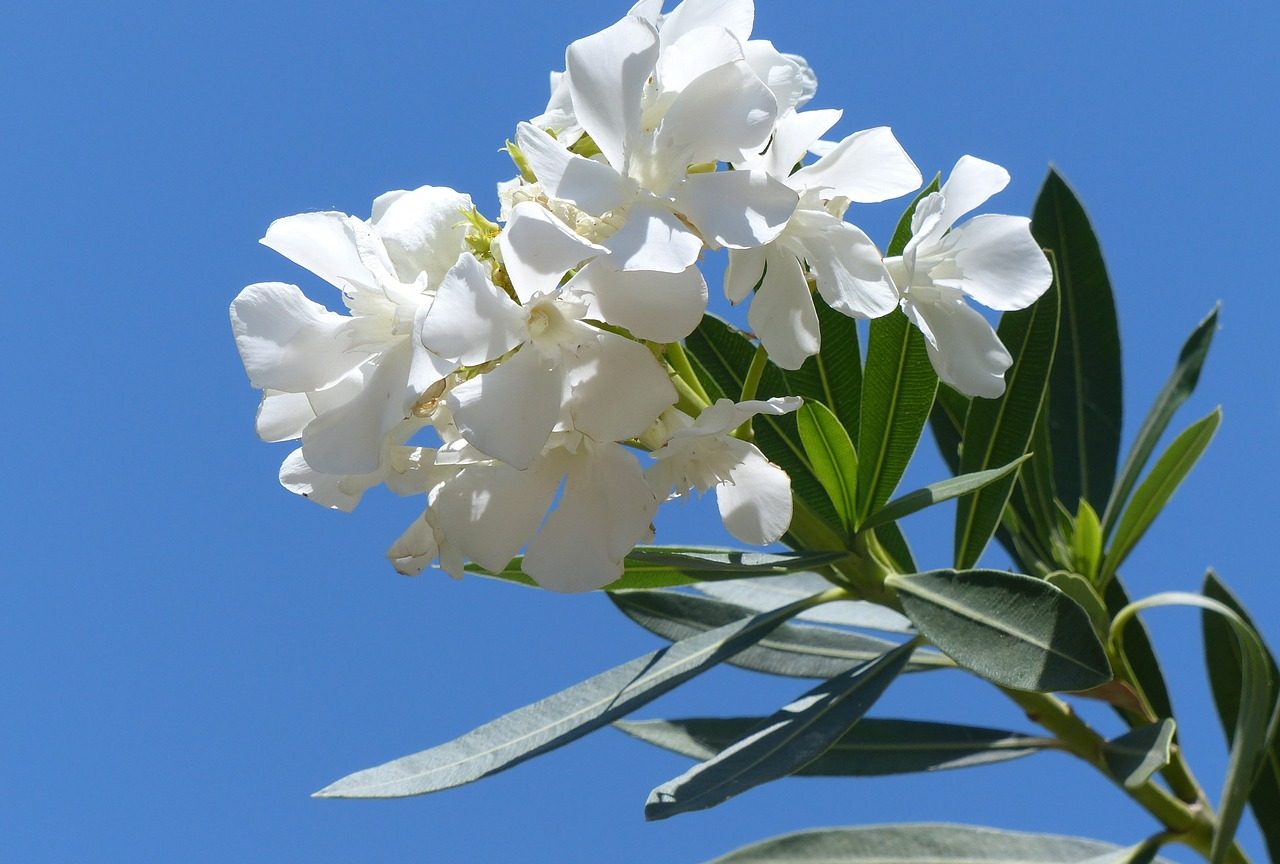 oleander-887601_1280